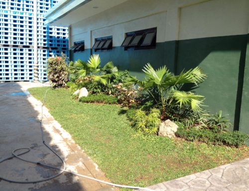 San Miguel Corp. Landscaping and Koi Pond Project
